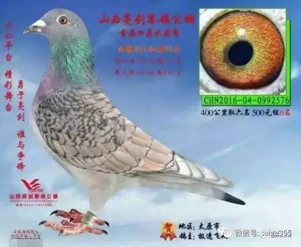 东信赛鸽公棚最新公告发布，最新动态及通知汇总