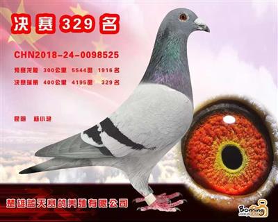 蓝天翔羽公棚最新动态，羽间温情与友情绽放