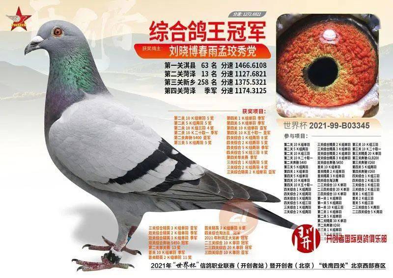 最新罗汉说鸽，揭秘最新动态与精彩内容