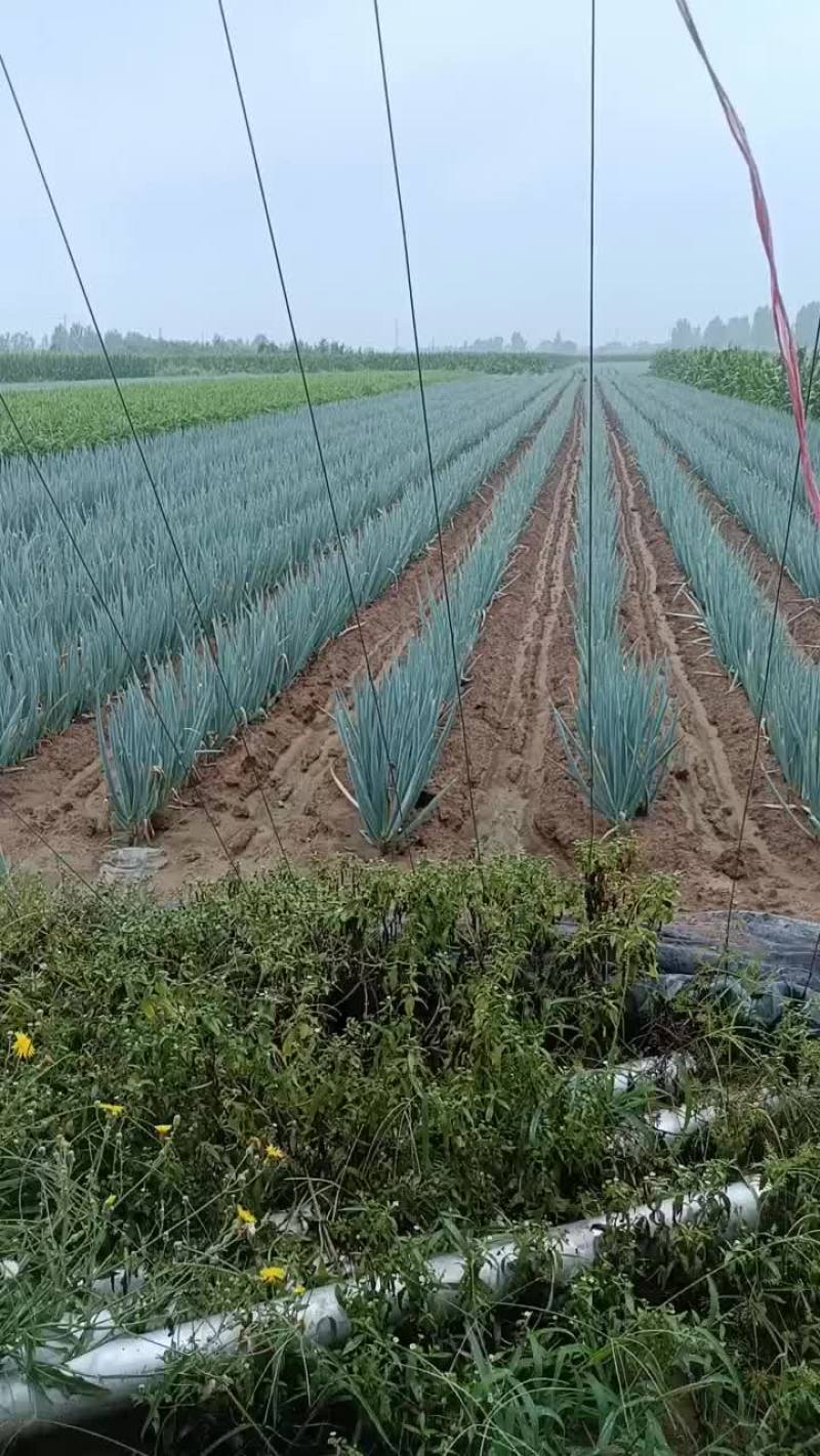 安丘大葱最新价格，科技赋能，智能生活新篇章开启