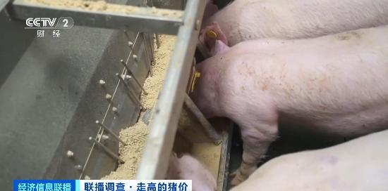毛猪价格查询与踏上自然美景之旅的探寻