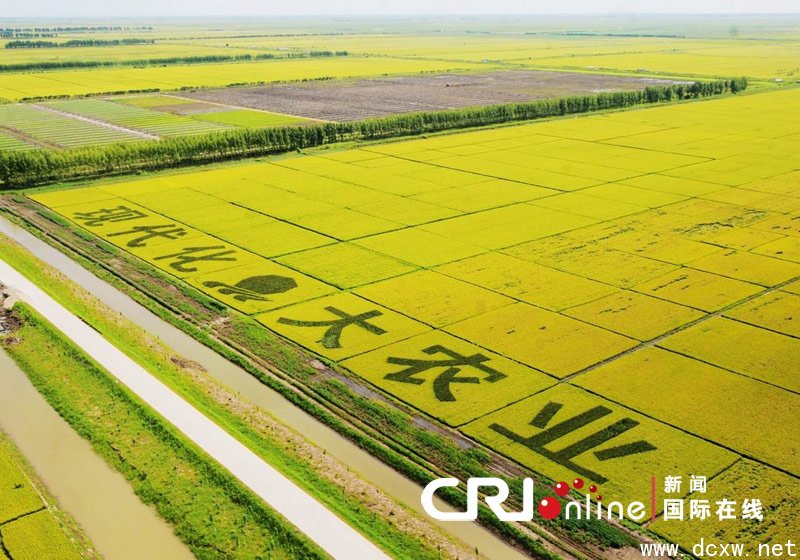 黑龙江省农垦改革最新动态揭秘，改革进展与未来展望