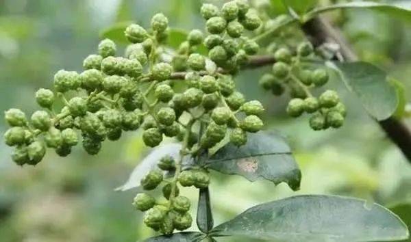 陕西花椒最新价格及小巷独特风味探秘