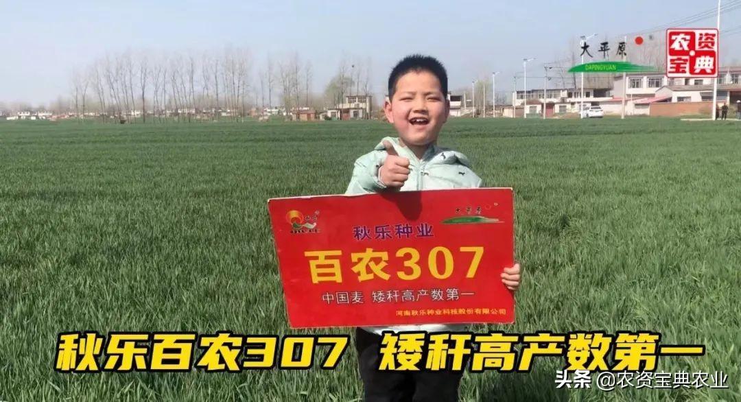 今日小麦价格表详解及步骤指南